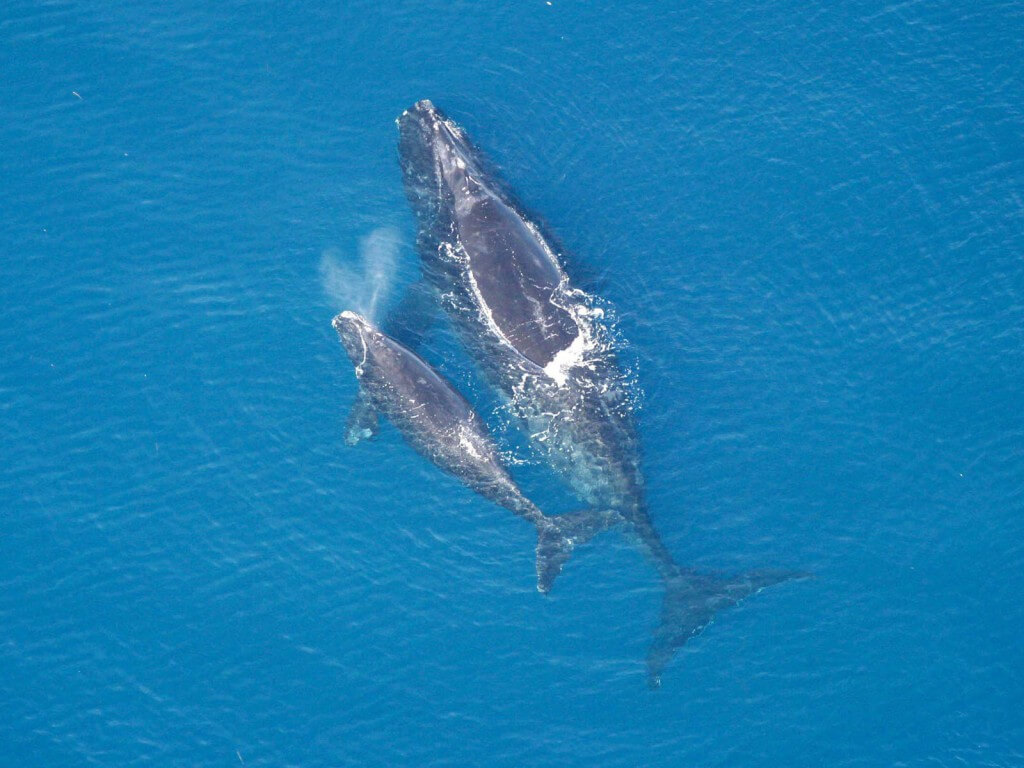 Aeiral photo of right whale and calf.