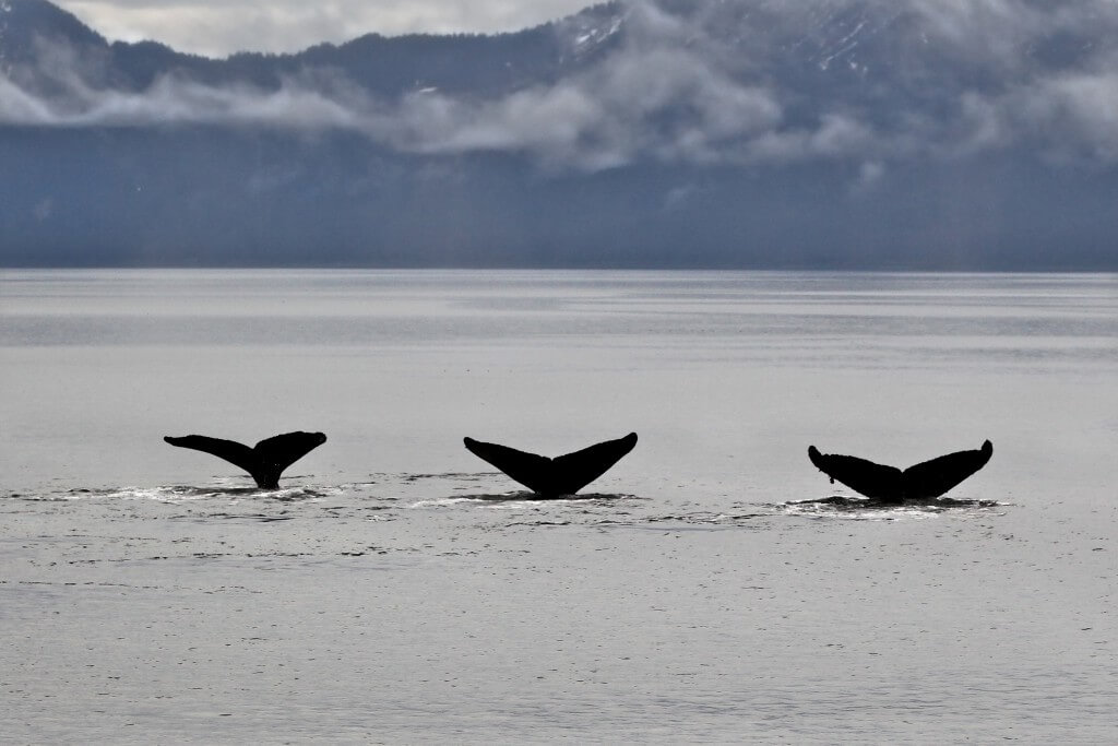 Three humpback whale tails dive together image.