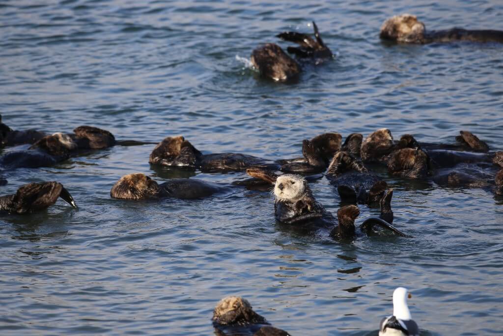 Image of sea otters in water.