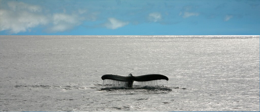 Image of whale tail above water.
