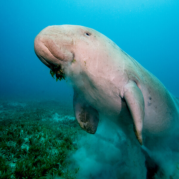 Dugong dugon