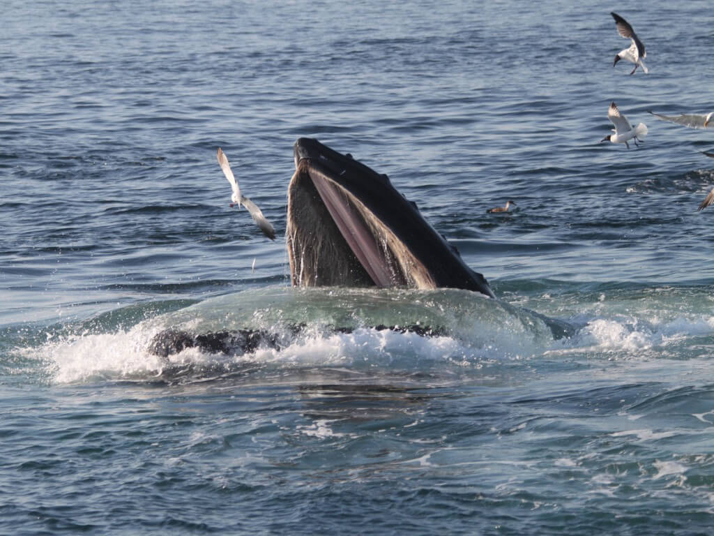 A humpback whale feeds in Stellwagen Bank National Marine Sanctuary.