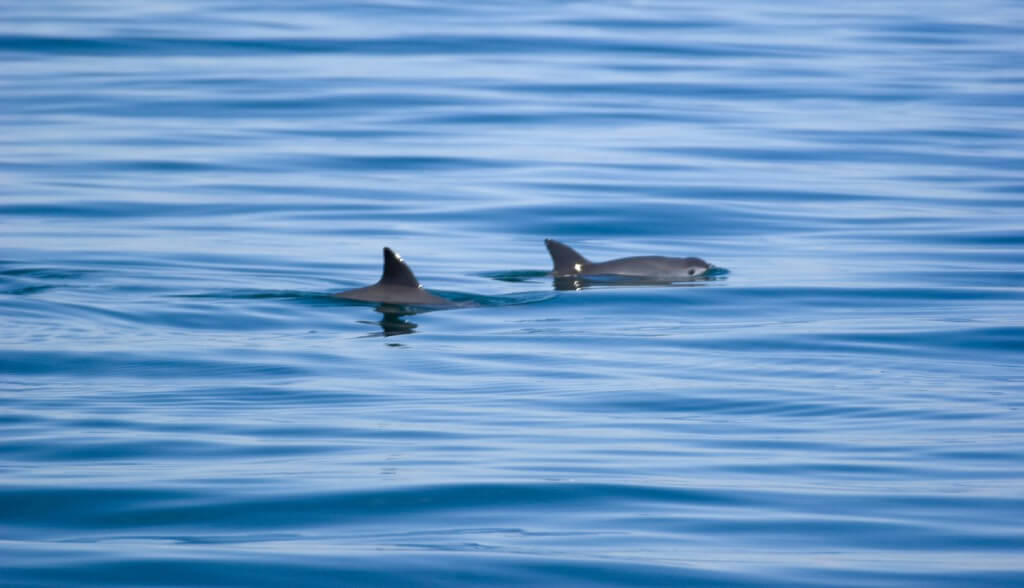Image of vaquitas swimming in the Gulf of California.