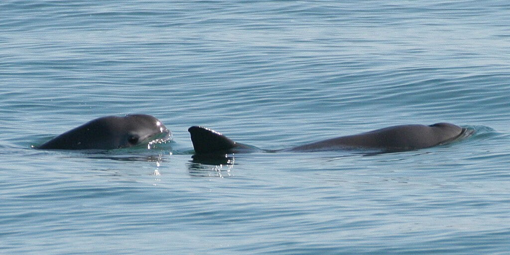 Vaquita 