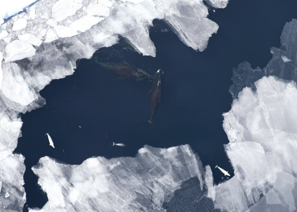 Bowhead and beluga whales