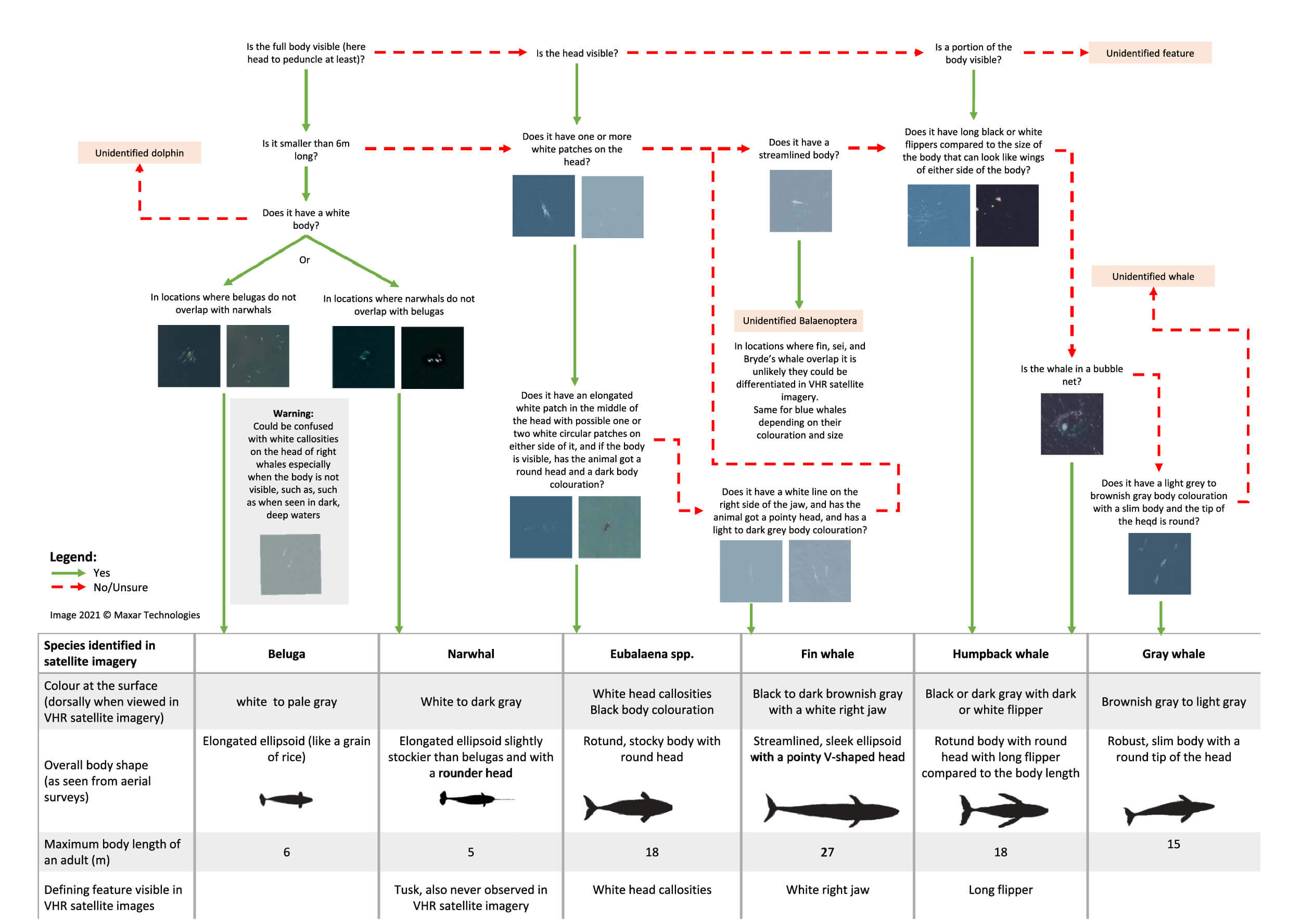 A diagram depicting different whale features identifiable from the aerial photos.