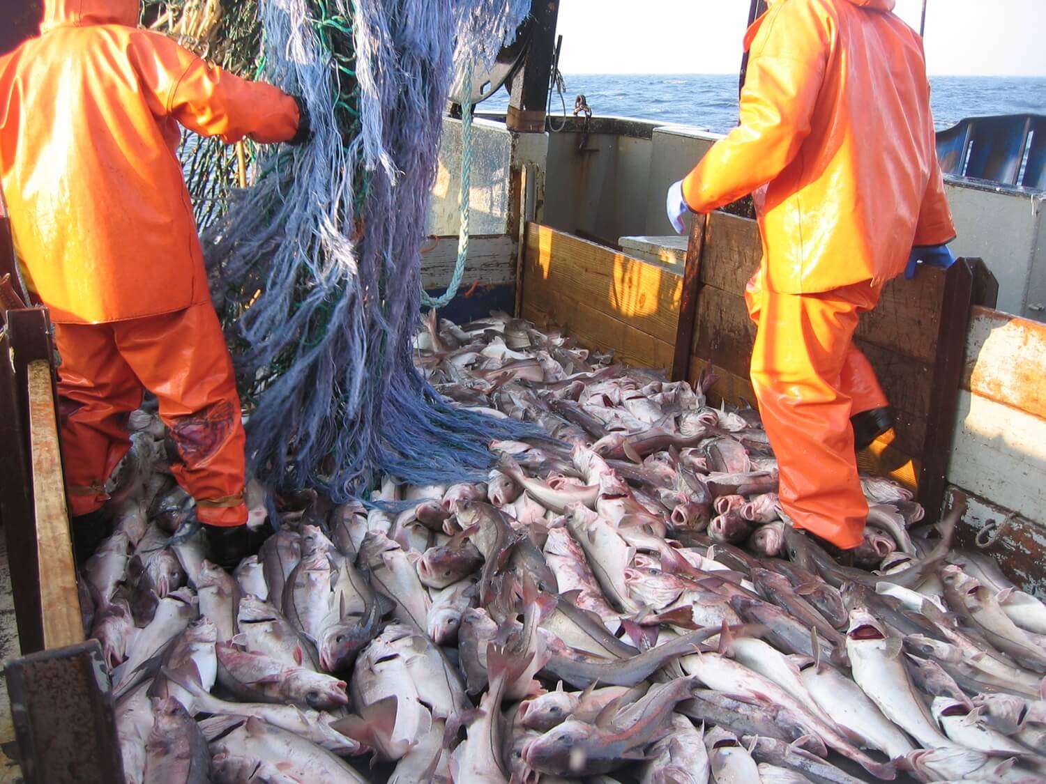 Full utilisation of the catch of pelagic fish: Opportunities and