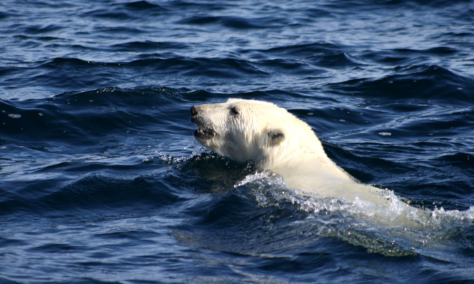 Polar bear swimming in the Beaufort Sea