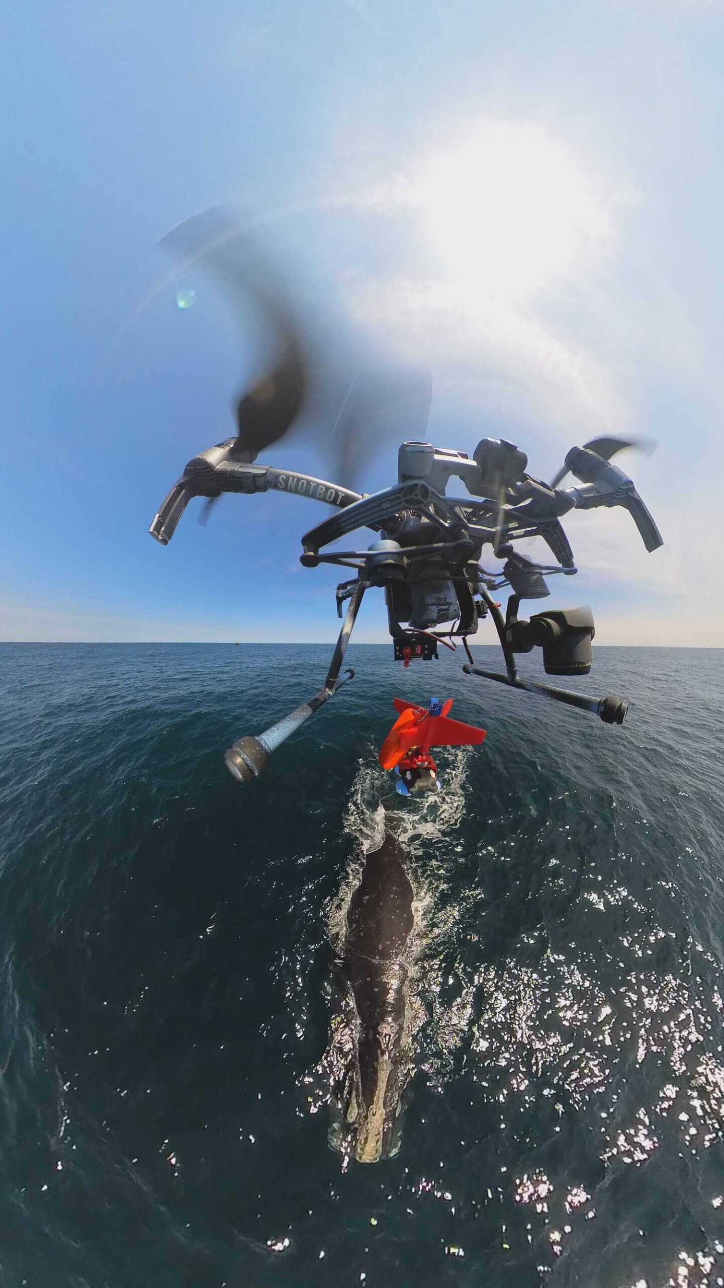 A drone flies above a surfacing whale as it drops a tag down onto the whale's back. 