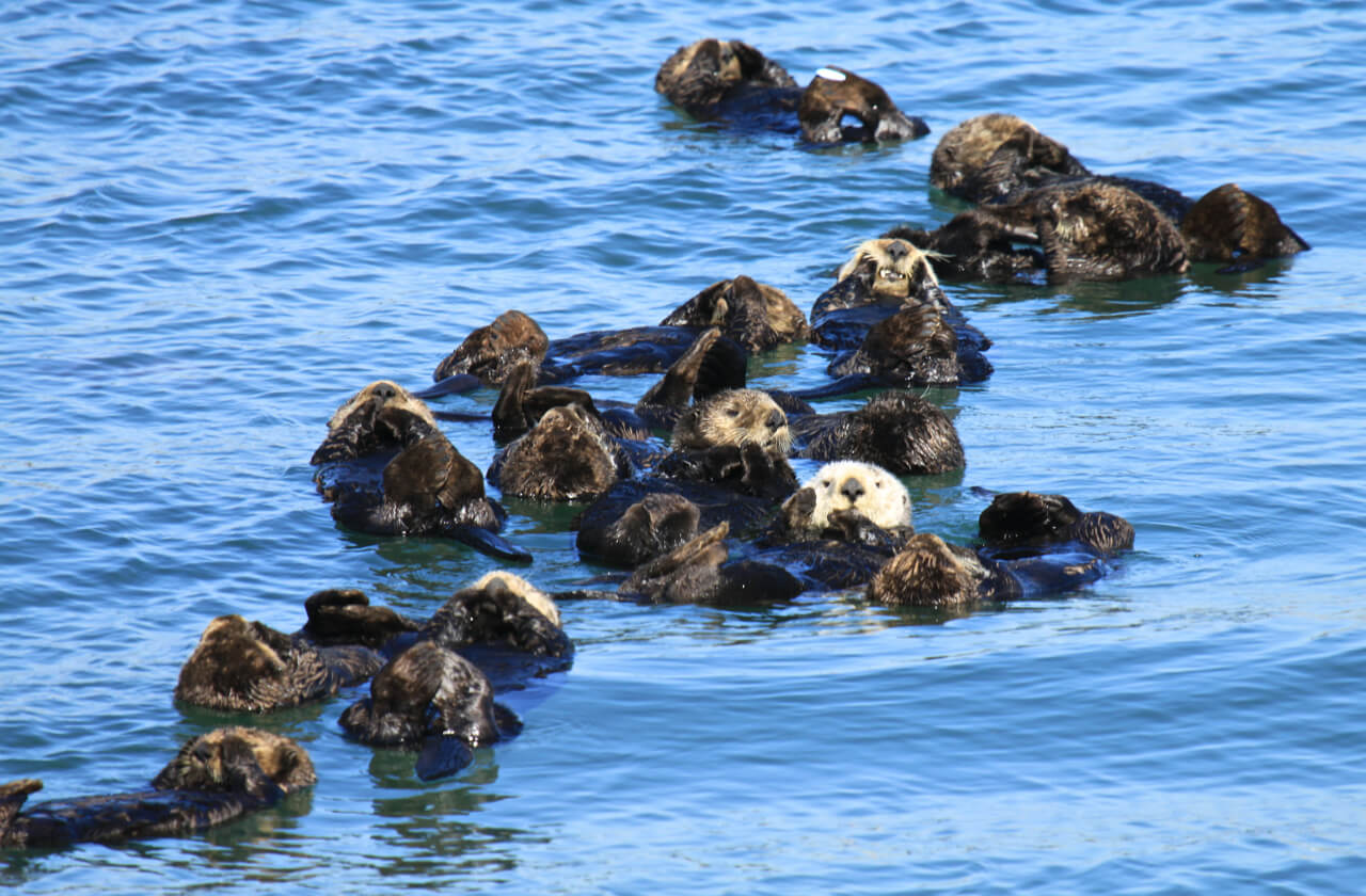 Sea otters