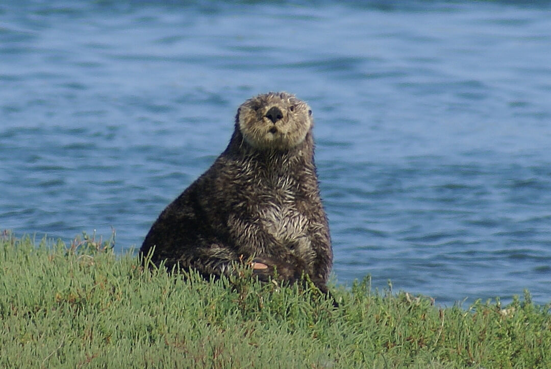 Southern sea otter at Elkhorn Slough