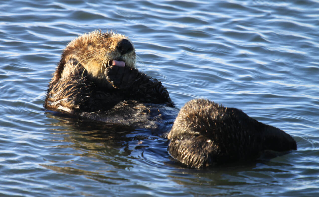 Southern sea otter