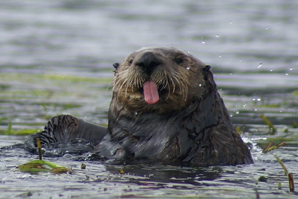 Grooming sea otter