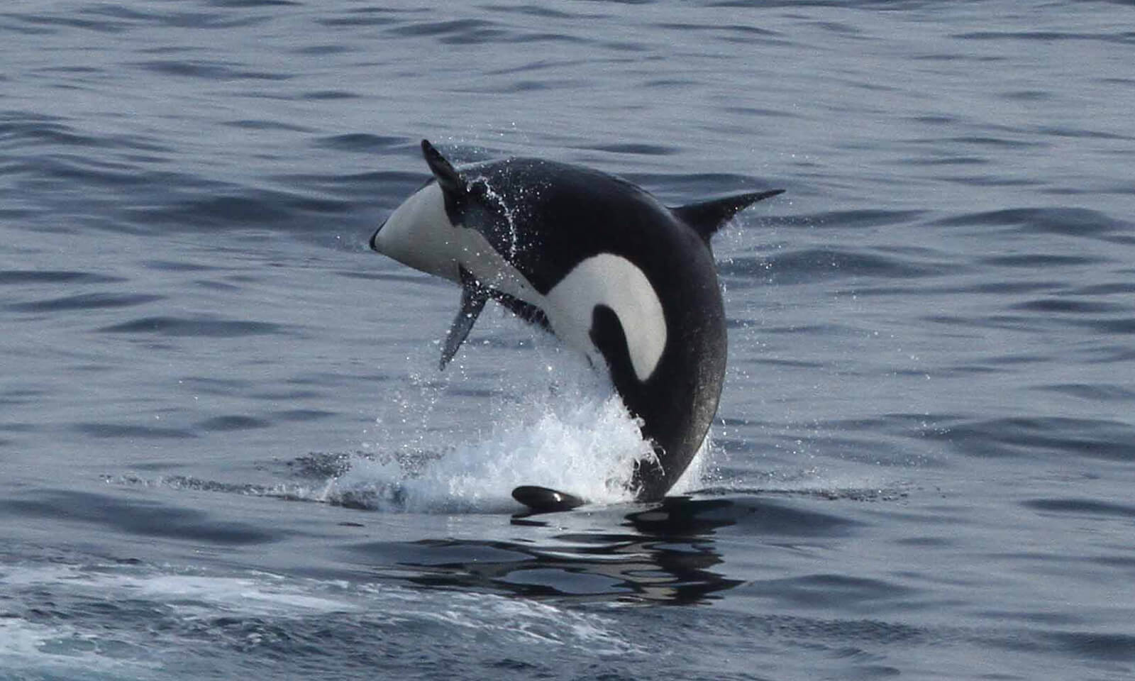 Killer whale