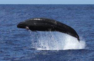 False killer whale missing dorsal fin