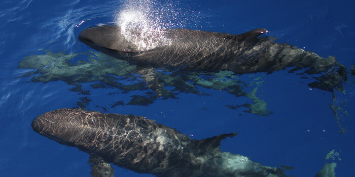 False killer whales