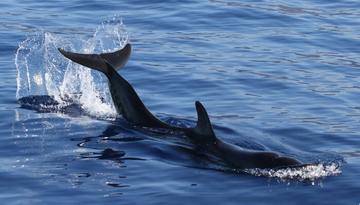 Juvenile false killer whale tail lobbing, October 22, 2010