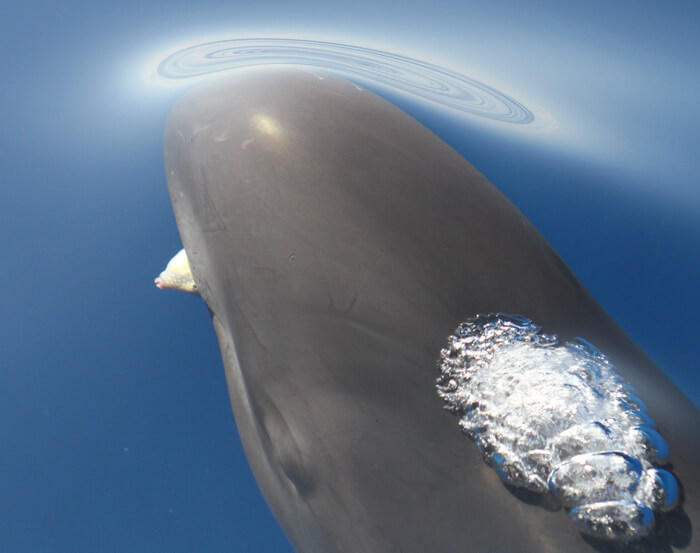 false killer whale with a crowned pufferfish