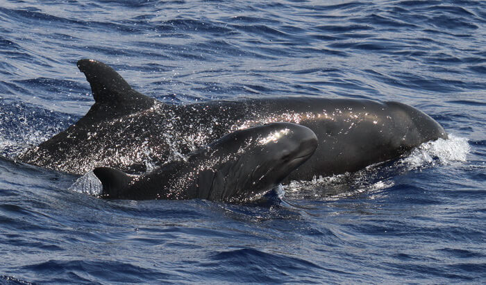 False killer whale mother and calf