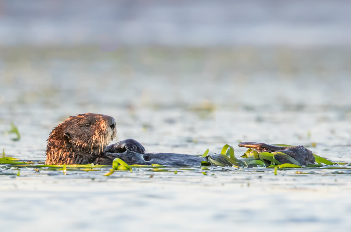 A sea otter rests on it's back amongst eelgrass. The green eelgrass is visible poking out of the water next to the sea otter.