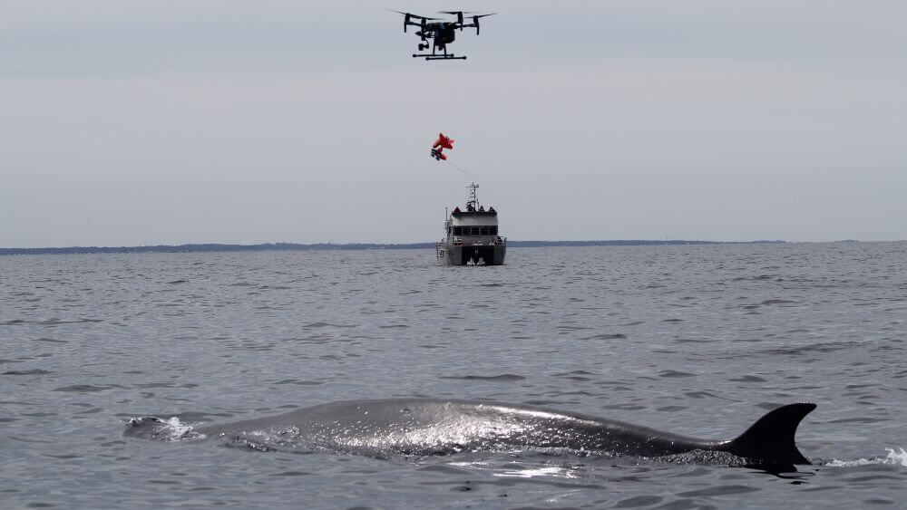 A drone is used to drop a tag onto the back of a sei whale. Credit: Laura Howes under NOAA Fisheries Permit #18059