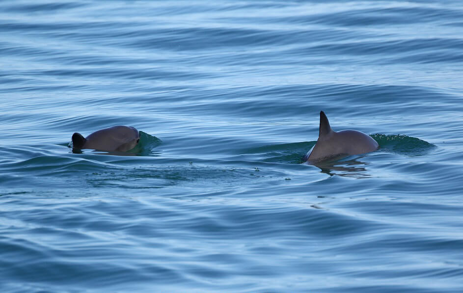 Pair of vaquita swimming.