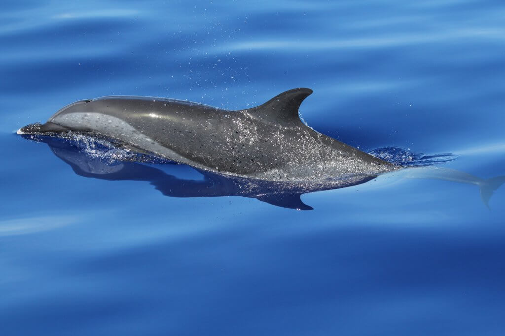 Pantropical Spotted Dolphin in the Marianas Islands 
