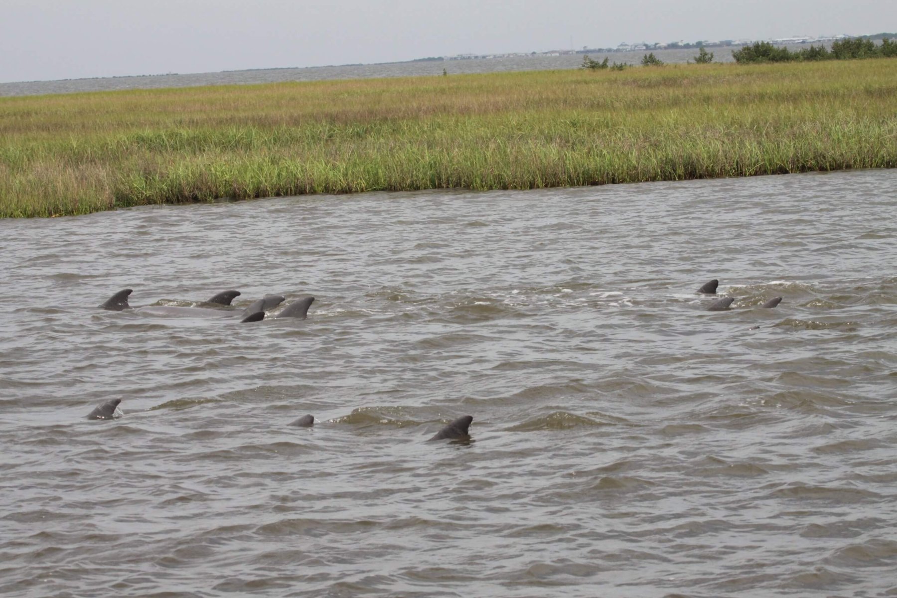 Over ten Barataria Bay bottlenose dolphins