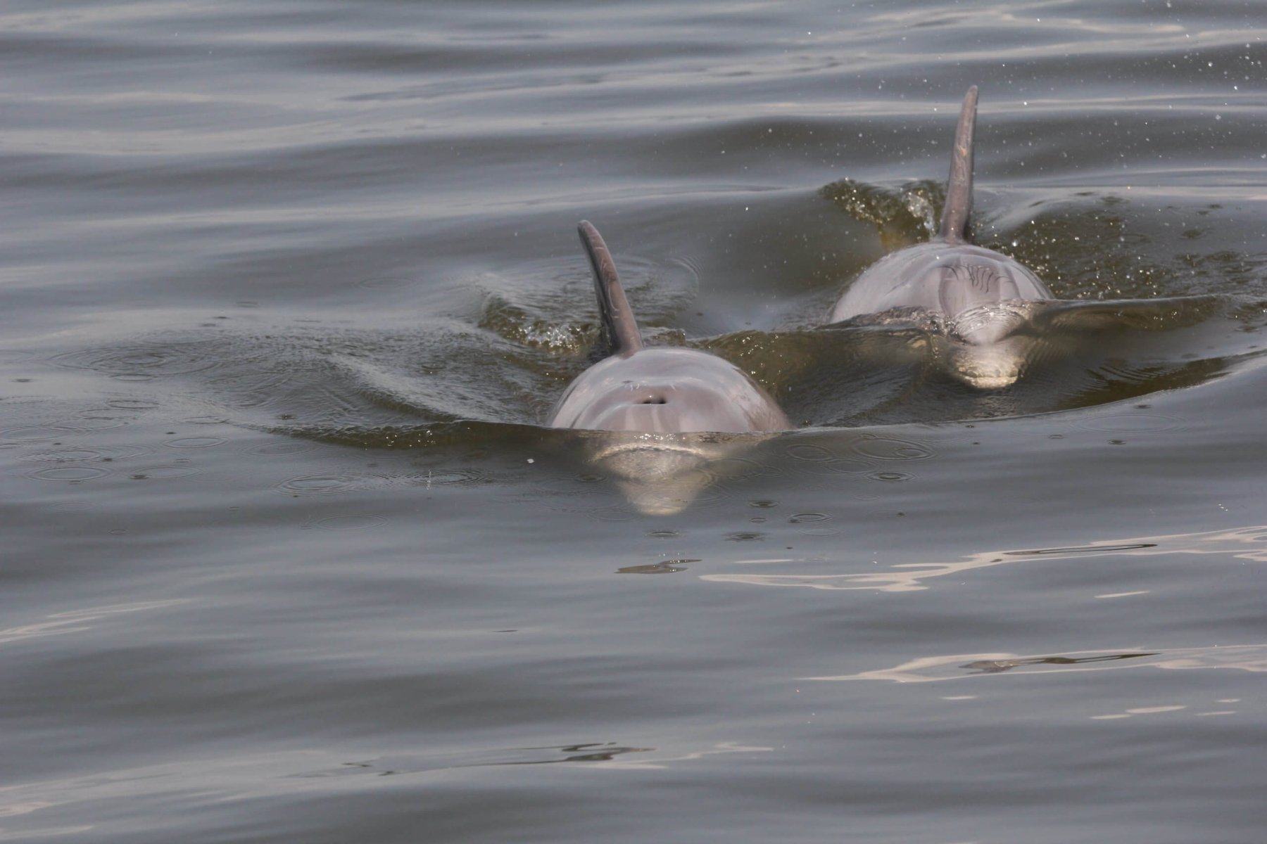 Two Barataria Bay bottlenose dolphins