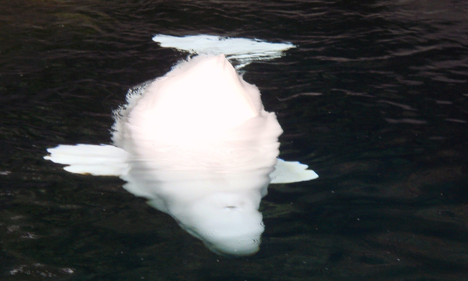 Beluga whale