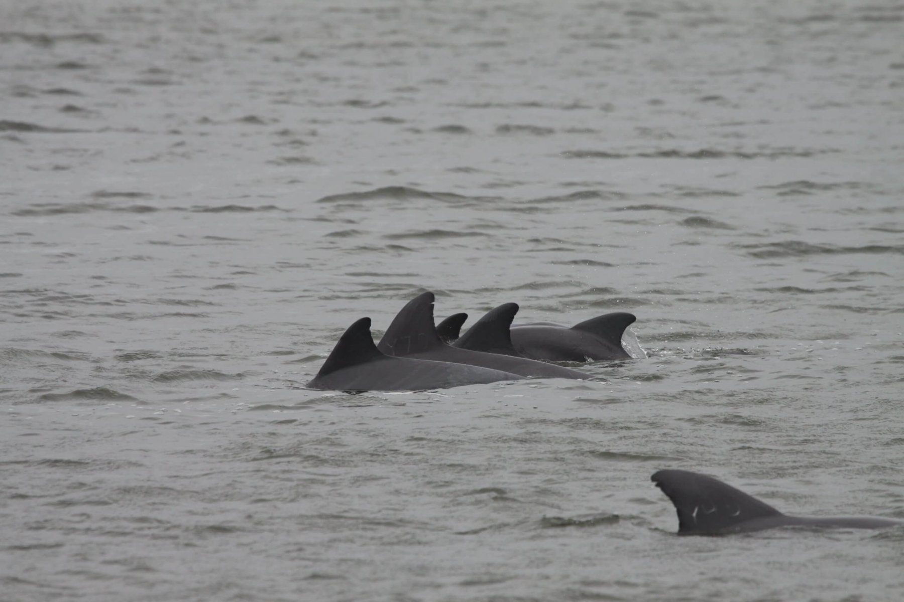 A cluster of bottlenose dolphin dorsal fins breaking the sea surface