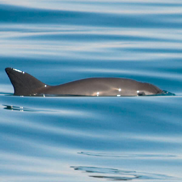 Vaquita swimming with head cresting above water.