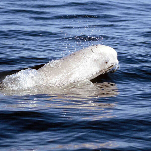 Beluga whale.