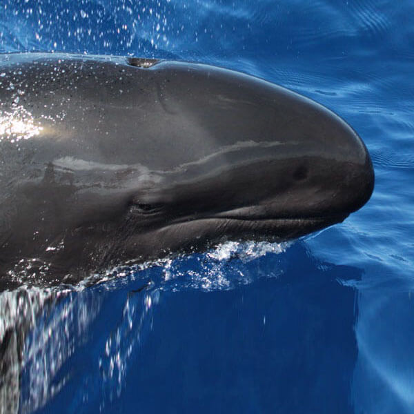 False killer whale.