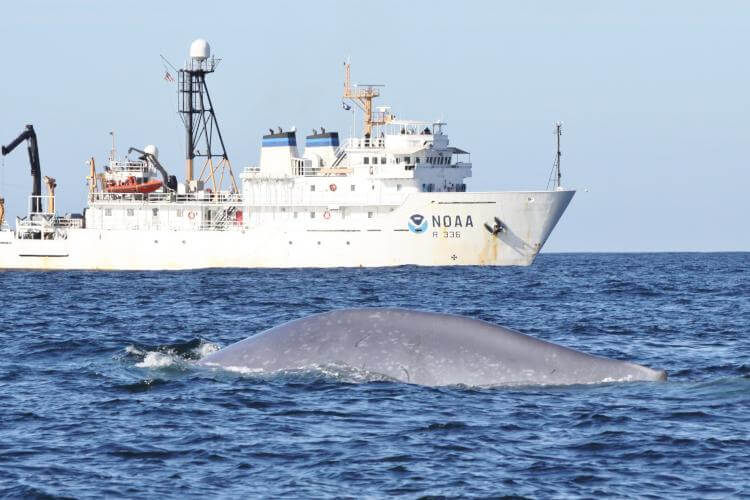 A diving blue whale with a NOAA scientific vessel in the background.