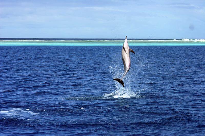 A spinner dolphin leaps out the water (Photo: NOAA).