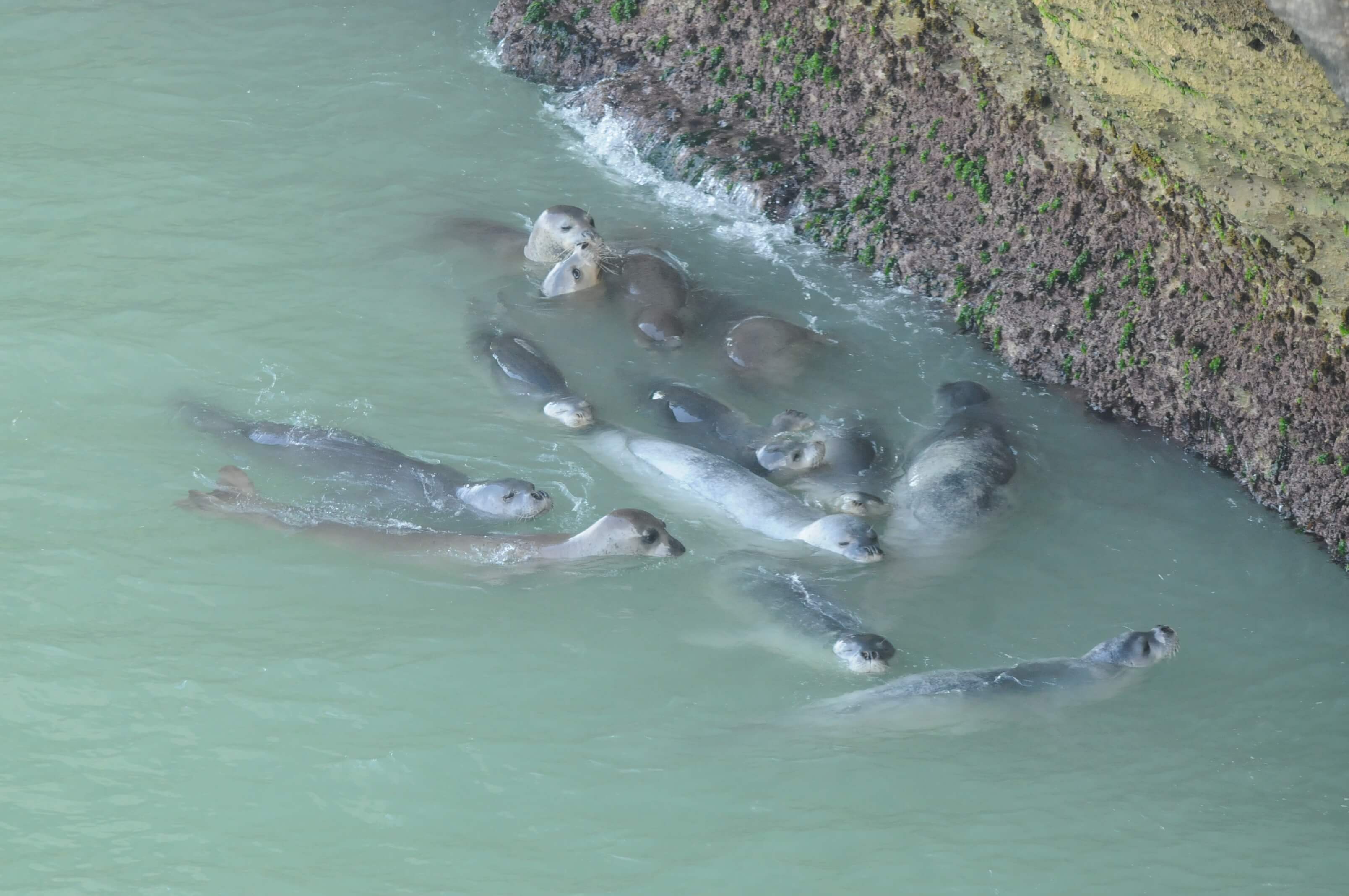 A group of Mediterranean monk seals in the water (Credit: M. Haya, CBD-Habitat).