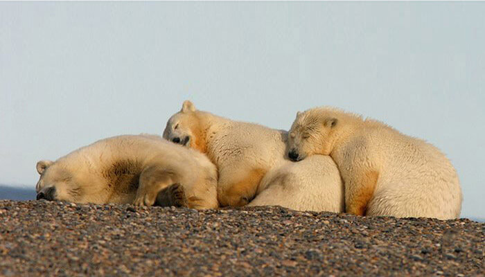 Polar bears, Arctic National Wildlife Refuge