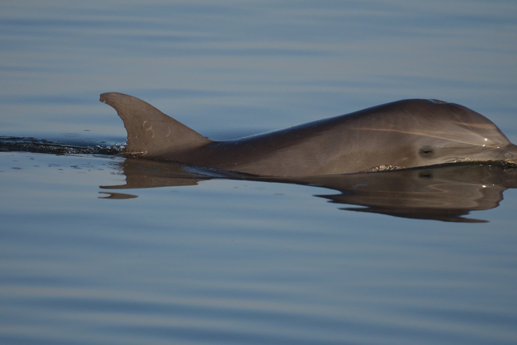 A single Barataria Bay bottlenose dolphin from dorsal fin to rostrum