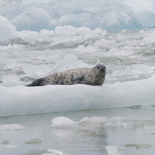 A Harbor Seal on an iceberg in Tracy Arm Alaska