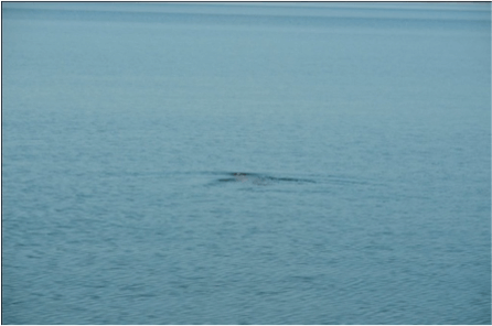 An offshore spotting of an Antillean manatee (Credit: Alemán, A. & Powell, J.).