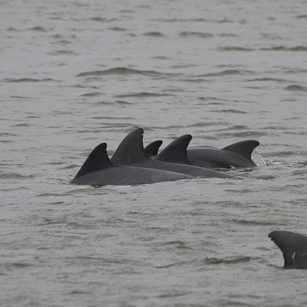 A cluster of bottlenose dolphin dorsal fins breaking the sea surface