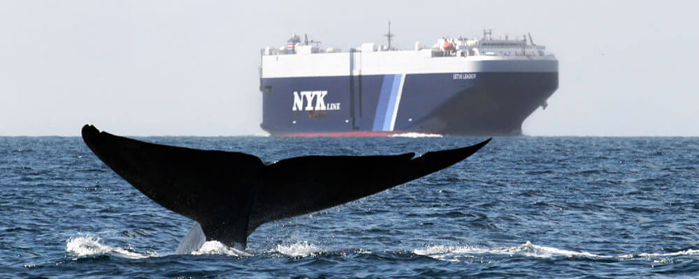 Blue whale diving near container ship