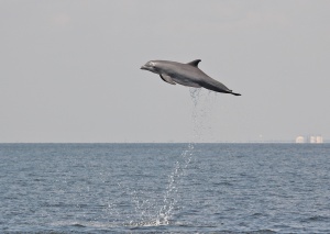 Bottlenose dolphin Gulf of Mexico