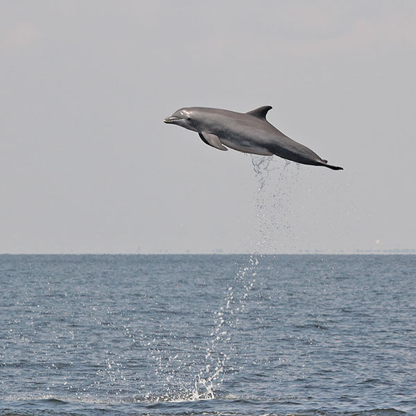 Bottlenose Dolphin in the Gulf of Mexico Photo taken under NOAA permit # 779-1633. (NOAA Southeast Fisheries Science Center)