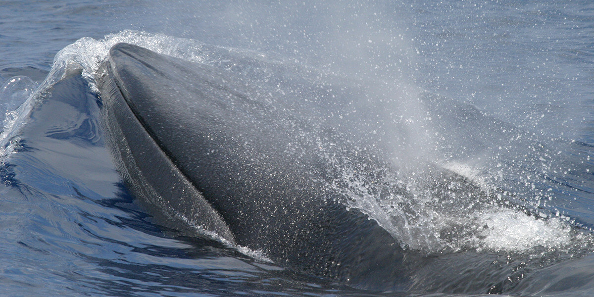 Bryde's/Rice's whale