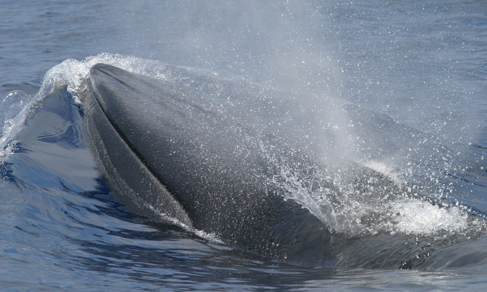 Bryde's whale