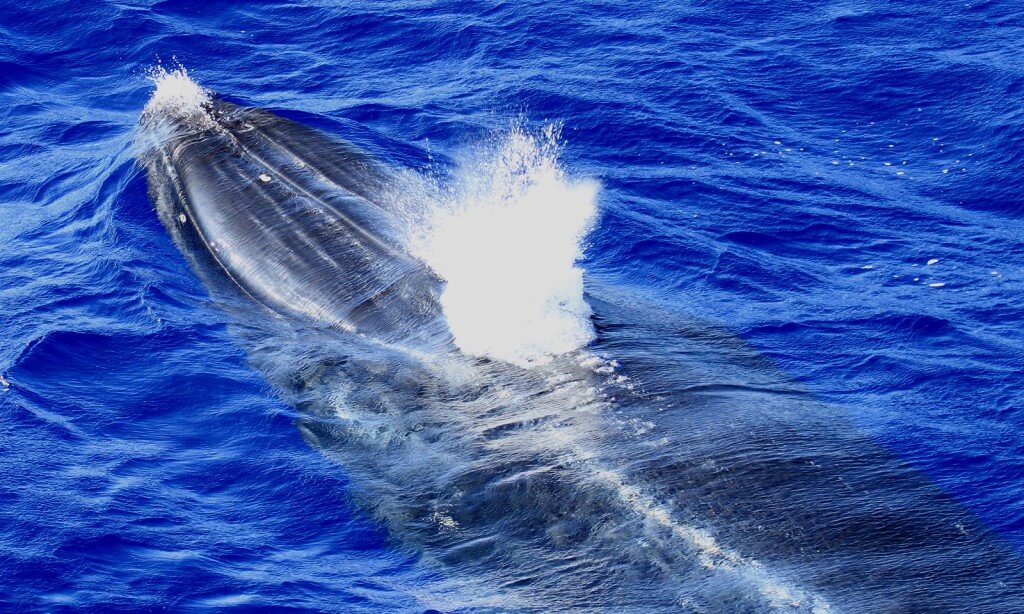 Bryde's whale