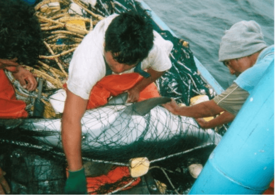 Two members of a boat's crew untangle an entangled dolphin out of their fishing net.