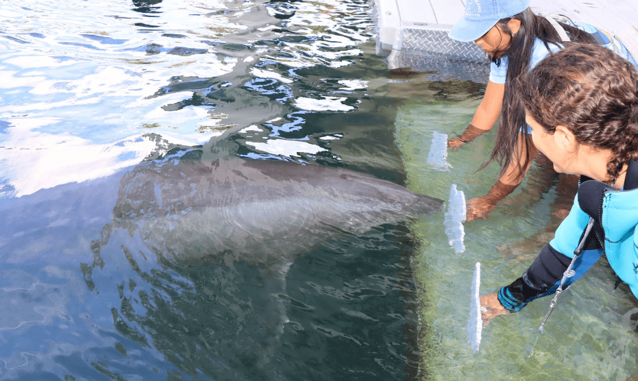 Two women reach underwater as they interact with a dolphin.